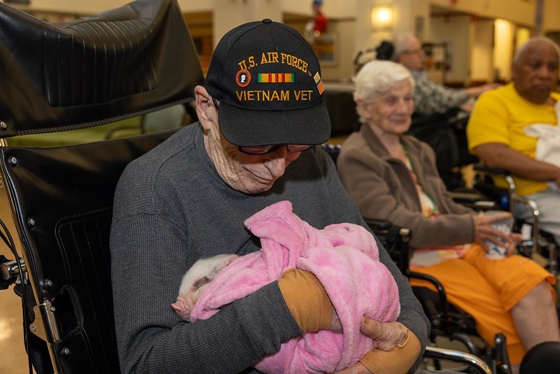 A Vietnam veteran holding a mini-pig from NY Teacup Piggies.